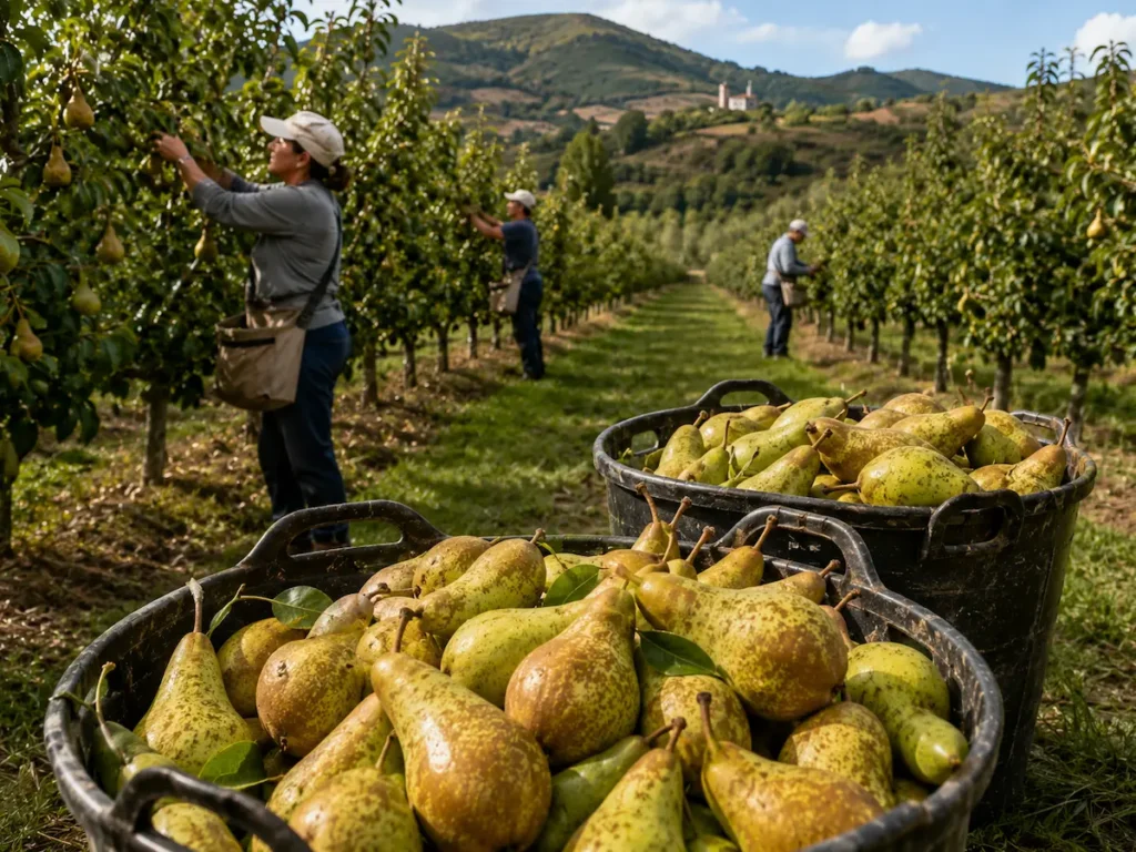 Pera conferencia durante la campaña de recogida en una plantación frutícola
