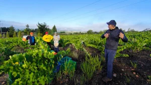 Integrantes del proyecto AspronaWine de Asprona Bierzo durante la recogida de uva en la vendimia de Cubillos del Sil